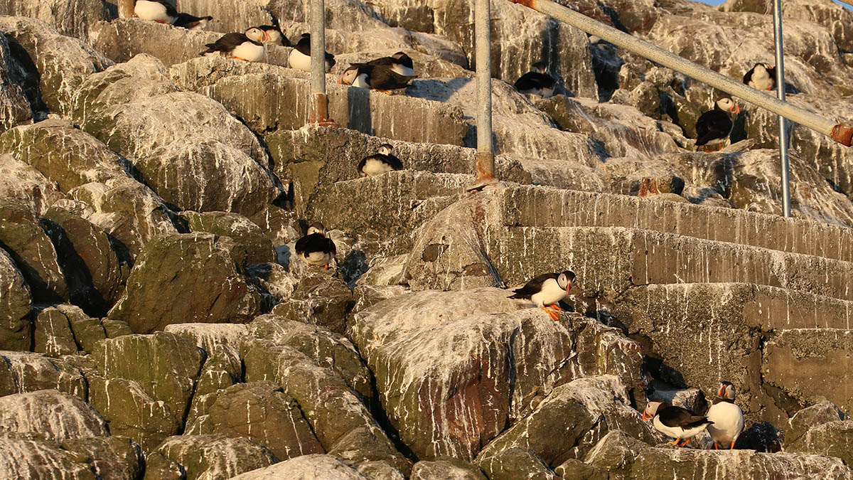 Papagaaiduikers - Farne Islands